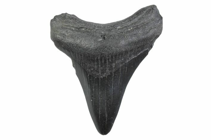 Juvenile Megalodon Tooth - South Carolina #362226